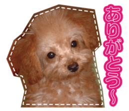 Thank you for the Teacup poodle sticker #14356127