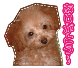 Thank you for the Teacup poodle sticker #14356127