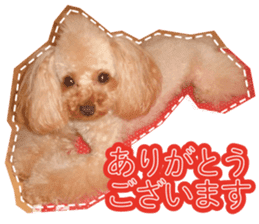 Thank you for the Teacup poodle sticker #14356128