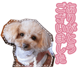 Thank you for the Teacup poodle sticker #14356129