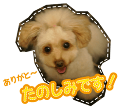 Thank you for the Teacup poodle sticker #14356130