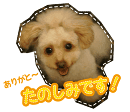 Thank you for the Teacup poodle sticker #14356130