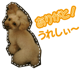 Thank you for the Teacup poodle sticker #14356131