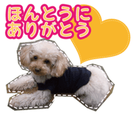 Thank you for the Teacup poodle sticker #14356132