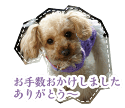 Thank you for the Teacup poodle sticker #14356133