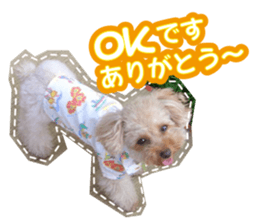 Thank you for the Teacup poodle sticker #14356134