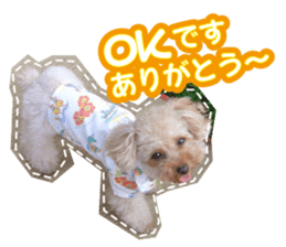 Thank you for the Teacup poodle sticker #14356134