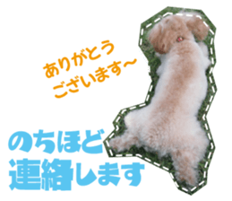 Thank you for the Teacup poodle sticker #14356135