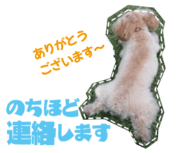 Thank you for the Teacup poodle sticker #14356135