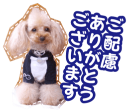 Thank you for the Teacup poodle sticker #14356136