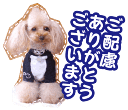 Thank you for the Teacup poodle sticker #14356136