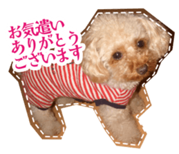 Thank you for the Teacup poodle sticker #14356137