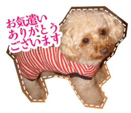 Thank you for the Teacup poodle sticker #14356137