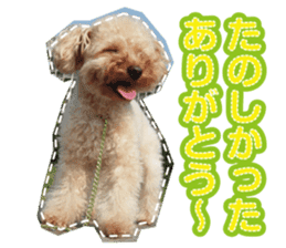 Thank you for the Teacup poodle sticker #14356138