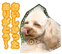 Thank you for the Teacup poodle sticker #14356139