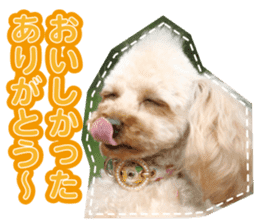 Thank you for the Teacup poodle sticker #14356139