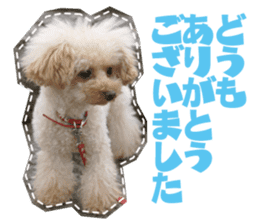 Thank you for the Teacup poodle sticker #14356140