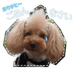 Thank you for the Teacup poodle sticker #14356141