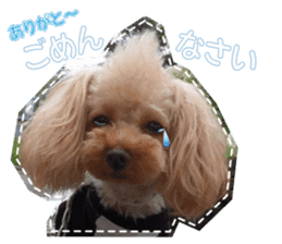 Thank you for the Teacup poodle sticker #14356141