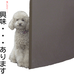Funny doggies' stickers
