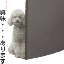 Funny doggies' stickers sticker #14360566