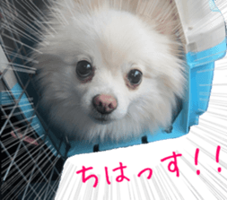 Funny doggies' stickers sticker #14360567