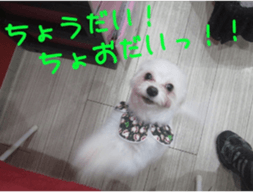Funny doggies' stickers sticker #14360568