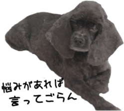 Funny doggies' stickers sticker #14360570
