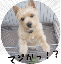 Funny doggies' stickers sticker #14360571