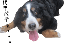 Funny doggies' stickers sticker #14360572