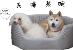 Funny doggies' stickers sticker #14360573