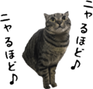 aichi's cat sticker #14368334