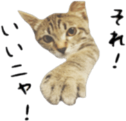 aichi's cat sticker #14368335