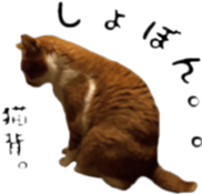 aichi's cat sticker #14368338