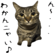 aichi's cat sticker #14368341