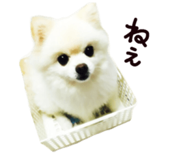 Live photo cute dog Pomeranian's roll sticker #14368439