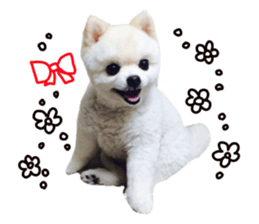 Live photo cute dog Pomeranian's roll sticker #14368440