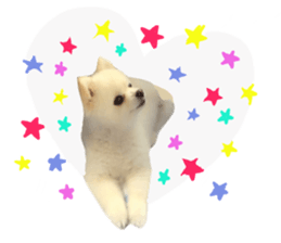 Live photo cute dog Pomeranian's roll sticker #14368441