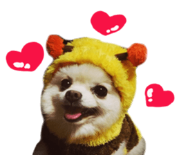 Live photo cute dog Pomeranian's roll sticker #14368442