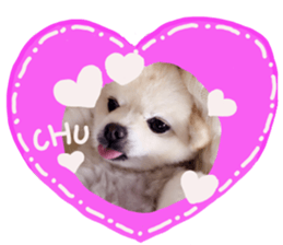 Live photo cute dog Pomeranian's roll sticker #14368443