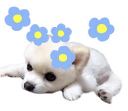 Live photo cute dog Pomeranian's roll sticker #14368445