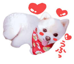 Live photo cute dog Pomeranian's roll sticker #14368446