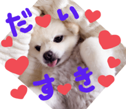 Live photo cute dog Pomeranian's roll sticker #14368447