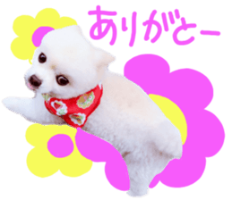 Live photo cute dog Pomeranian's roll sticker #14368449