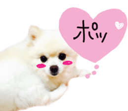 Live photo cute dog Pomeranian's roll sticker #14368450