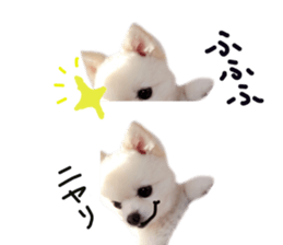 Live photo cute dog Pomeranian's roll sticker #14368451