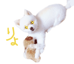 Live photo cute dog Pomeranian's roll sticker #14368452