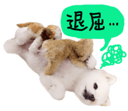 Live photo cute dog Pomeranian's roll sticker #14368453