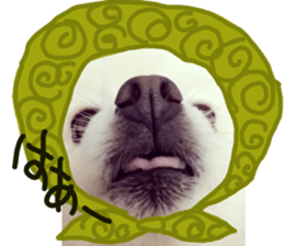 Live photo cute dog Pomeranian's roll sticker #14368454