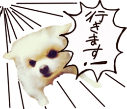 Live photo cute dog Pomeranian's roll sticker #14368455